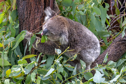 Close-up of a Koala (Phascolarctos cinereus) feeding on eucalyptus leaves , mouth open and tongue visible, while grabbing a small branch for more food. Koalas are native Australian marsupials.