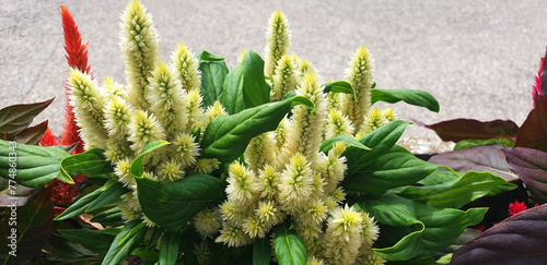 Celosia or amaranthus bush with white dry flowers growing in a pot. Panorama. photo