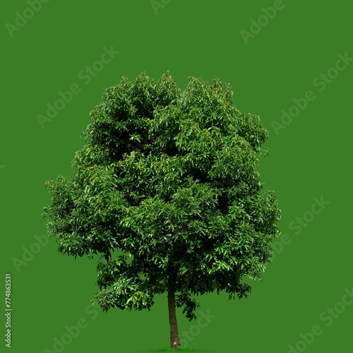 Green Tree in green background.