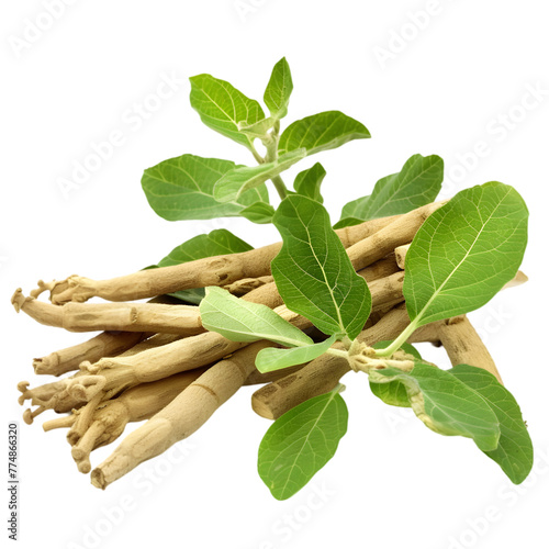 Ashwagandha Withania somnifera Ayurveda herb natural medicinal remedy ingredient, isolated on a transparent background