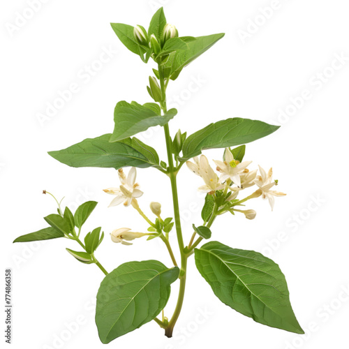 Bhringraj Eclipta prostrata Ayurveda herb natural medicinal remedy ingredient, isolated on a transparent background