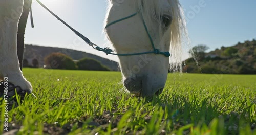 Close-up of a white horse eating grass on a green field. Caring for animals on a ranch farm. High quality 4k footage