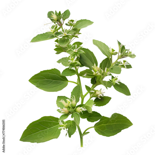Bhringraj Eclipta prostrata Ayurveda herb natural medicinal remedy ingredient, isolated on a transparent background photo