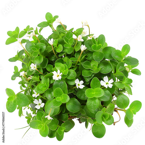 Brahmi Bacopa monnieri Ayurveda herb natural medicinal remedy ingredient, isolated on a transparent background