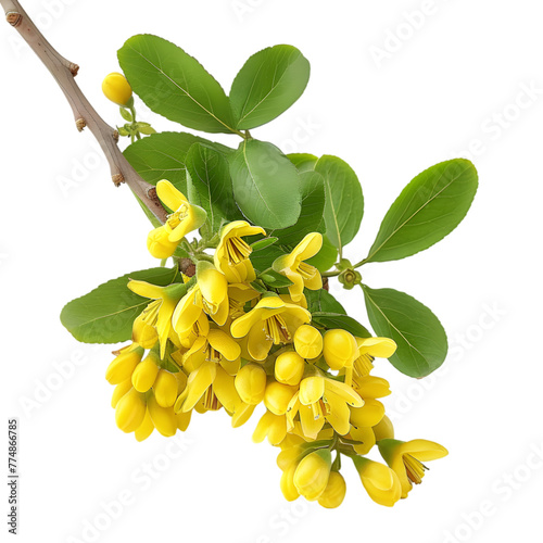 Daruharidra Berberis aristata Ayurveda herb natural medicinal remedy ingredient, isolated on a transparent background