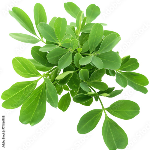 Fenugreek Trigonella foenum-graecum Ayurveda herb natural medicinal remedy ingredient, isolated on a transparent background