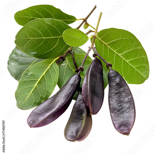 Guduchi Tinospora cordifolia Ayurveda herb natural medicinal remedy ingredient, isolated on a transparent background photo