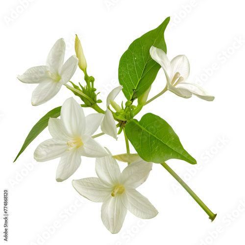 Patola Trichosanthes dioica Ayurveda herb natural medicinal remedy ingredient, isolated on a white background photo