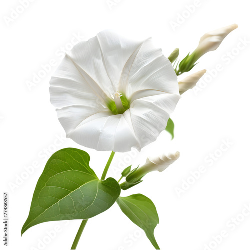 Shankhapushpi Convolvulus pluricaulis Ayurveda herb natural medicinal remedy ingredient, isolated on a white background