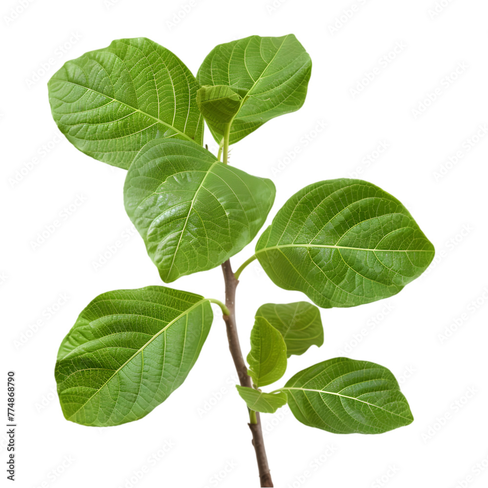 Naklejka premium Shyonaka Oroxylum indicum Ayurveda herb natural medicinal remedy ingredient, isolated on a white background
