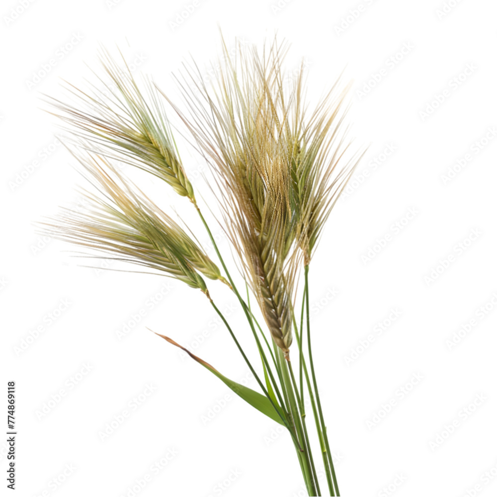 Yava Hordeum vulgare Ayurveda herb natural medicinal remedy ingredient, isolated on a white background Yava Hordeum vulgare Ayurveda herb natural medicinal remedy ingredient, isolated on a white background
