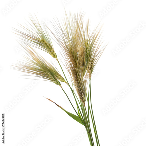 Yava Hordeum vulgare Ayurveda herb natural medicinal remedy ingredient, isolated on a white background