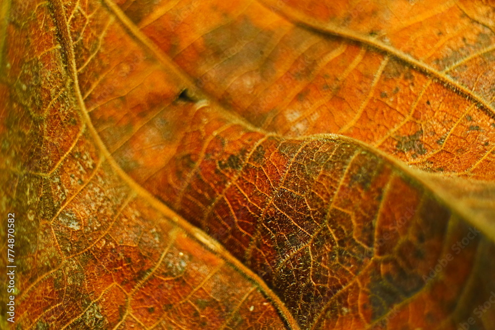 Obraz premium macro leaves