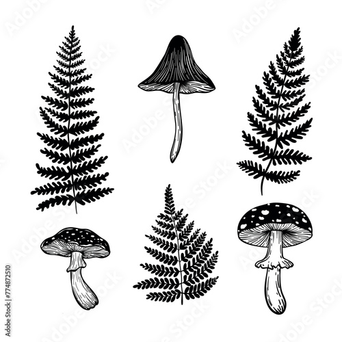 
Vector illustration with mushrooms and fern, magical aesthetics, wildlife, retro vintage engraving style