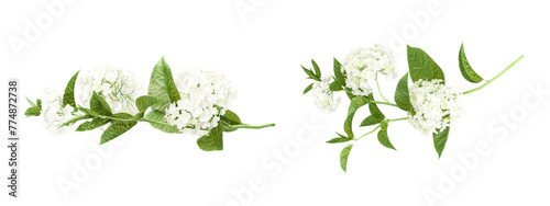 Set of hydrangea flowers on white