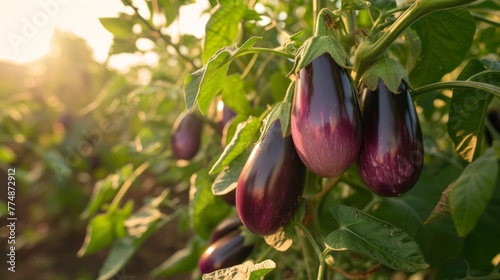 close up Growing eggplant harvest and producing vegetables cultivation. Concept of small eco green business organic farming gardening and healthy food photo