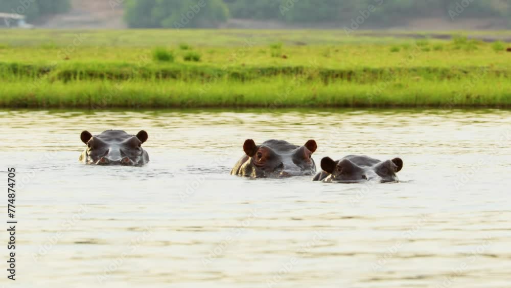 Bull hippo emerging in river. Hippopotamus face in Chobe river. Hippos swimming. Chobe National Park, Botswana, South Africa Bull hippo emerging in river. Hippopotamus face in Chobe river. Hippos swimming. Chobe National Park, Botswana, South Africa