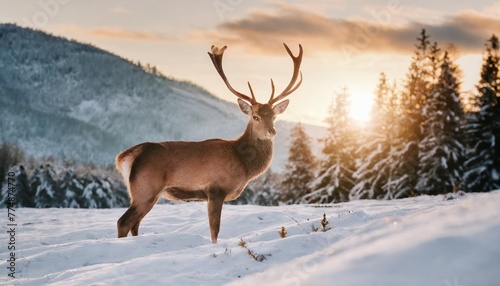 noble deer male in winter snow forest wild red deer in nature at sunset mountain landscape wildlife © Claudio
