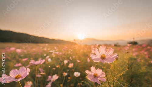 beautiful pink cosmos nature landscape with sunrise