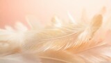 image nature art of wings bird soft pastel detail of design chicken feather texture white fluffy twirled on transparent background wallpaper abstract coral pink color trends and vintage