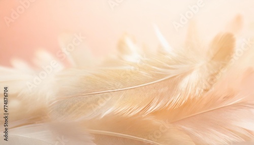 image nature art of wings bird soft pastel detail of design chicken feather texture white fluffy twirled on transparent background wallpaper abstract coral pink color trends and vintage © Claudio