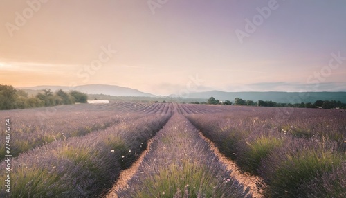 lavender field in puimoisson provence france