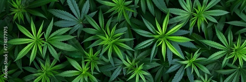 Seamless abstract background of cannabis plant growing in field in plantation.