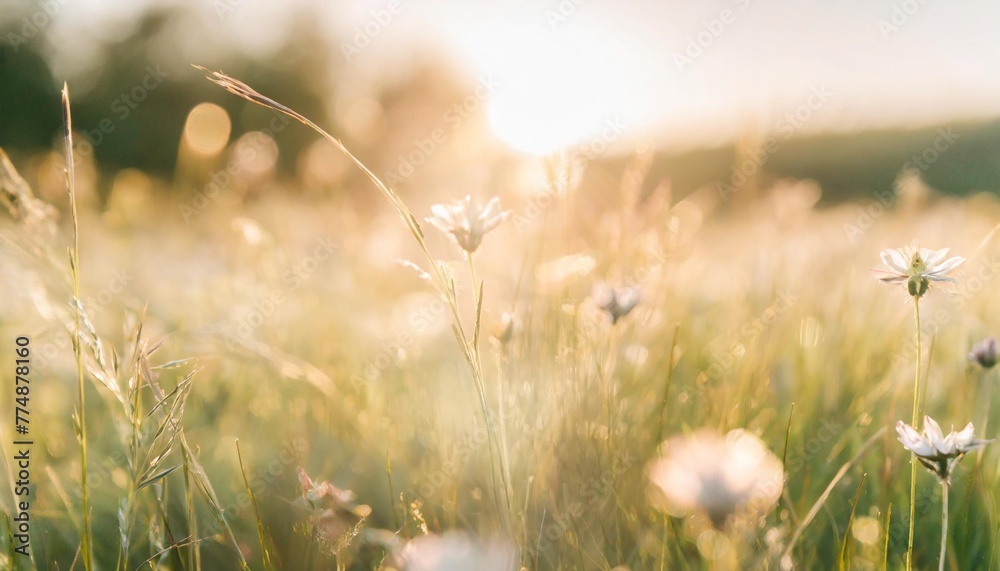 beautiful meadow field with fresh grass and flowers in nature against a blurry green background with sun rays summer spring perfect natural landscape generative ai