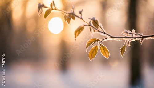 winter nature background frozen branch with leaves closeup