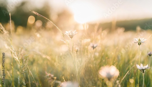 beautiful meadow field with fresh grass and flowers in nature against a blurry green background with sun rays summer spring perfect natural landscape generative ai