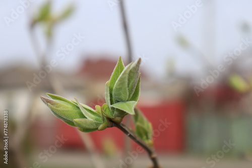 Spring buds on the tree branch.