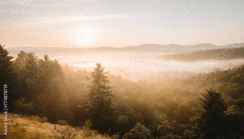beautiful forest landscape misty morning scenic nature with fog