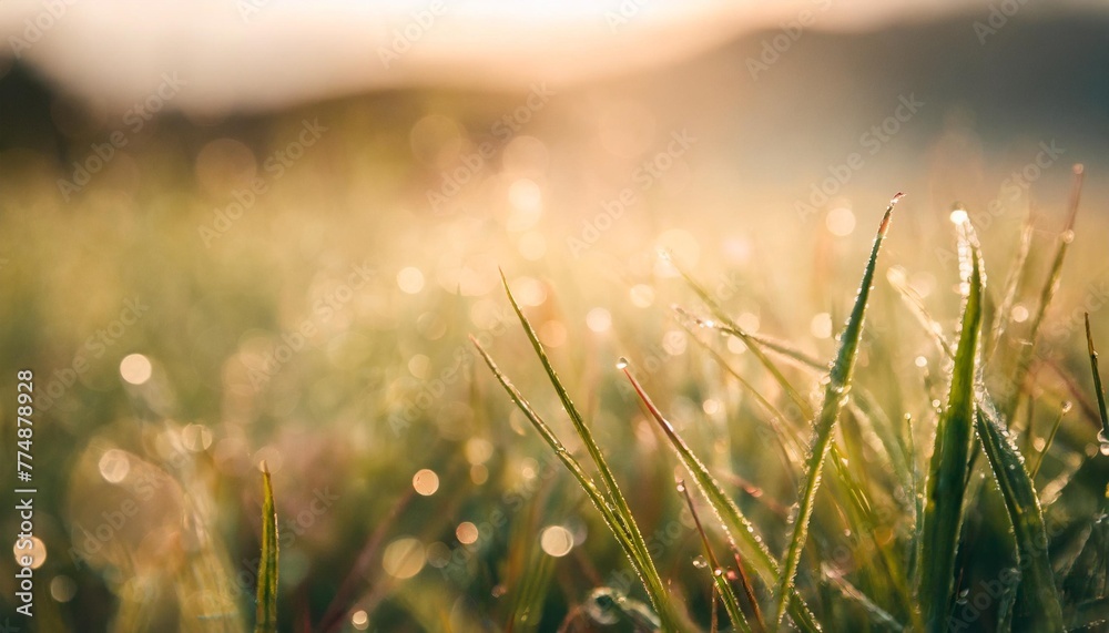 wild green grass with morning dew at sunrise macro image shallow depth of field abstract summer nature background