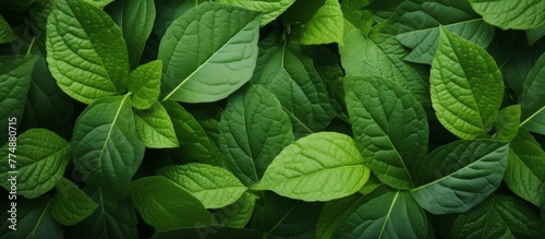 Lush green leaves on a plant are vivid and refreshing  displaying vibrant shades of green with intricate veins.