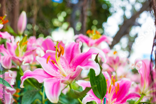 Beautiful pink lily botanical outdoor garden flower blooming