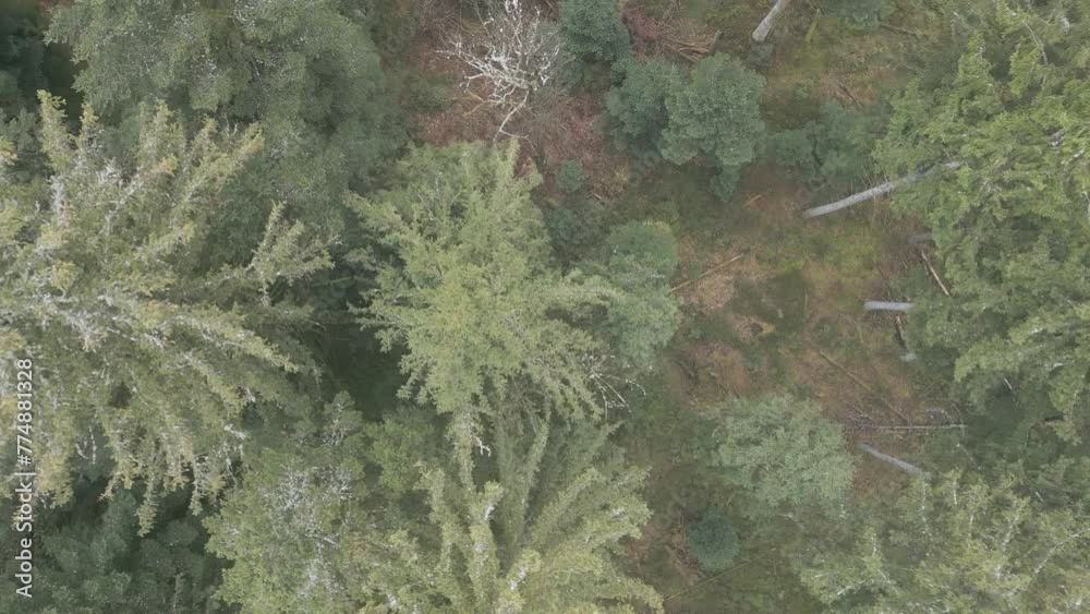 Survol en drone en vue verticale d'une forêt vosgienne à la sortie de l'hiver : sapins et résineux