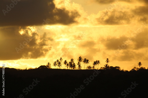 coqueiros contra céu alaranjado no pôr do sol em alagoas  photo