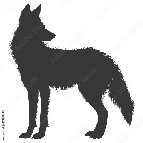 Silhouette coyote animal black color only full body