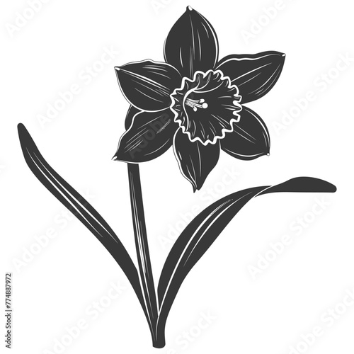 Silhouette daffodil flower black color only