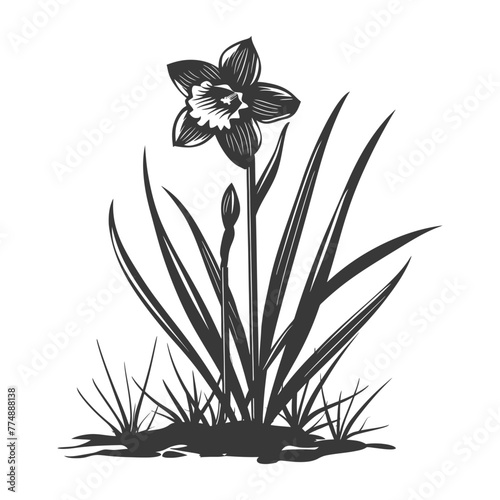 Silhouette daffodil flower in the ground black color only