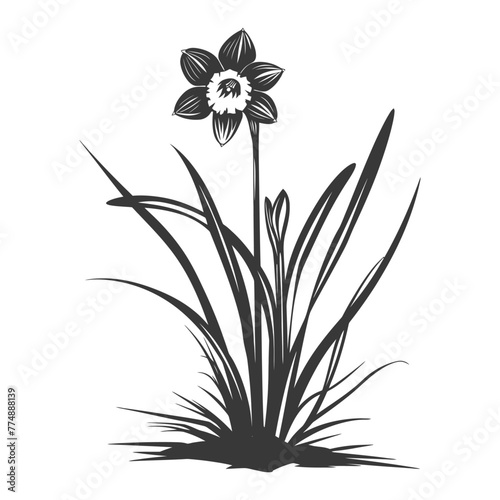 Silhouette daffodil flower in the ground black color only