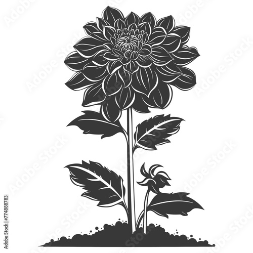 Silhouette dahlia flower in the ground black color only