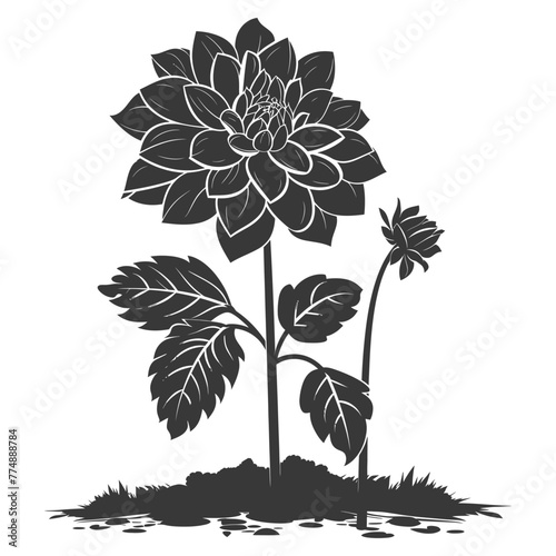 Silhouette dahlia flower in the ground black color only