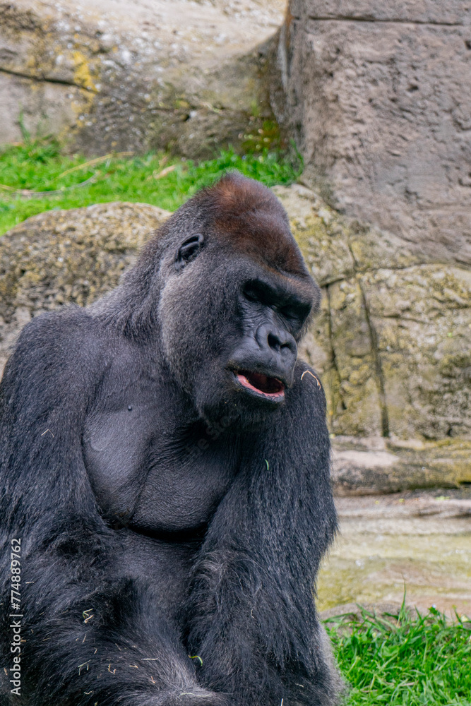 Obraz premium Portrait of a Western Lowland Gorilla (Gorilla gorilla gorilla)