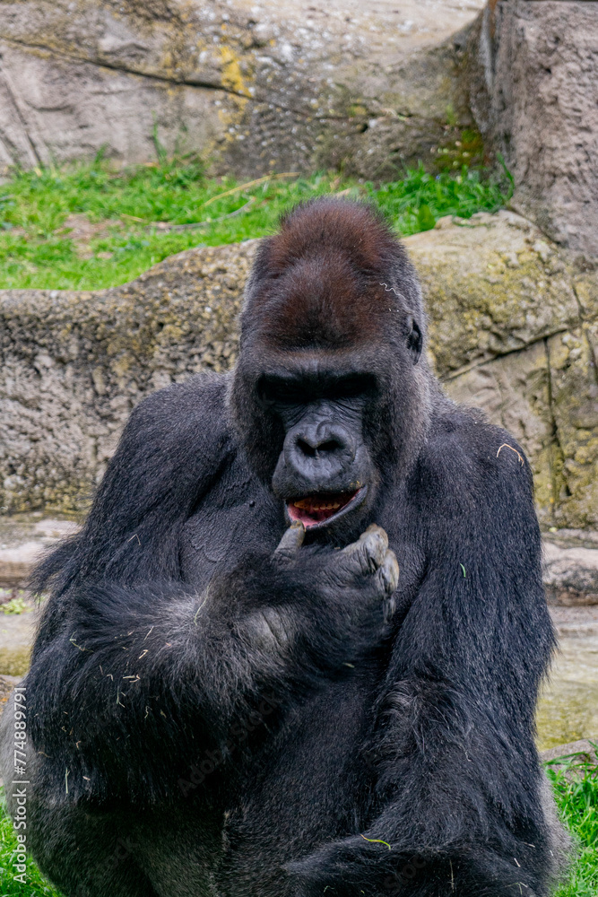 A western lowland gorilla (Gorilla gorilla gorilla)