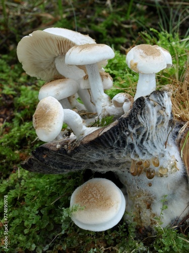 Powdery piggyback mushrooms (Asterophora lycoperdoides) on the old guttulate Blackening Brittlegill mushroom (Russula nigricans)