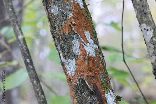 Rusty porecrust, Phellinus ferruginosus, also called Fuscoporia ferruginosa,  polypore fungus from Finland