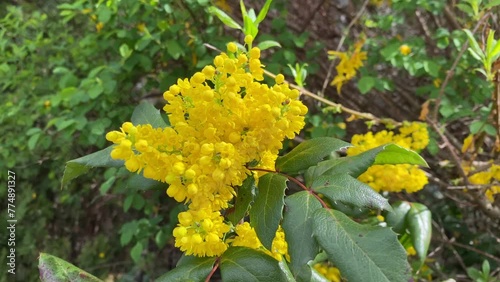 An evergreen shrub with yellow flowers, the holly-leaved Mahonia, a species from the Mahonia genus of the Barberry family photo
