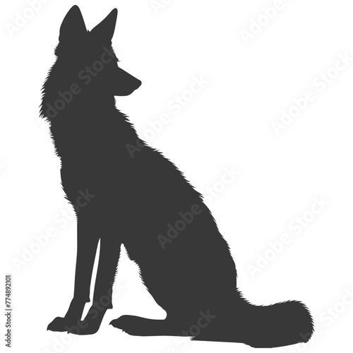 Silhouette coyote animal black color only full body