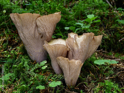 Rare edible mushroom Gomphus clavatus growing in the moss in a spruce forest. Known also as pig's ears or the violet chanterelle.